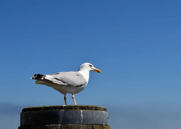 Penthouse De Luenk * دورم نيوفيلد